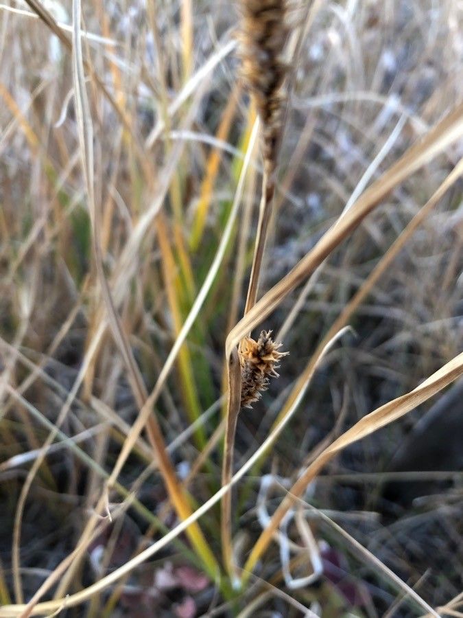 Carex capitata — search result for 'Norway'