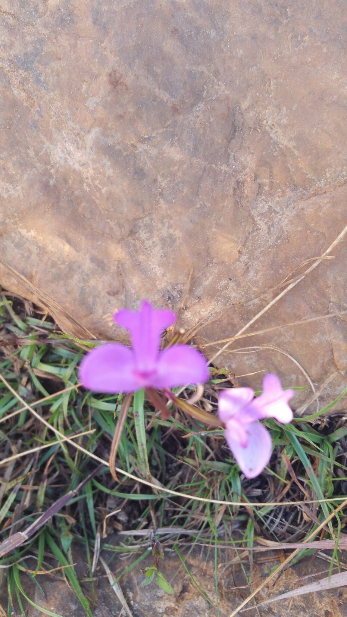 Cynorkis purpurea flower