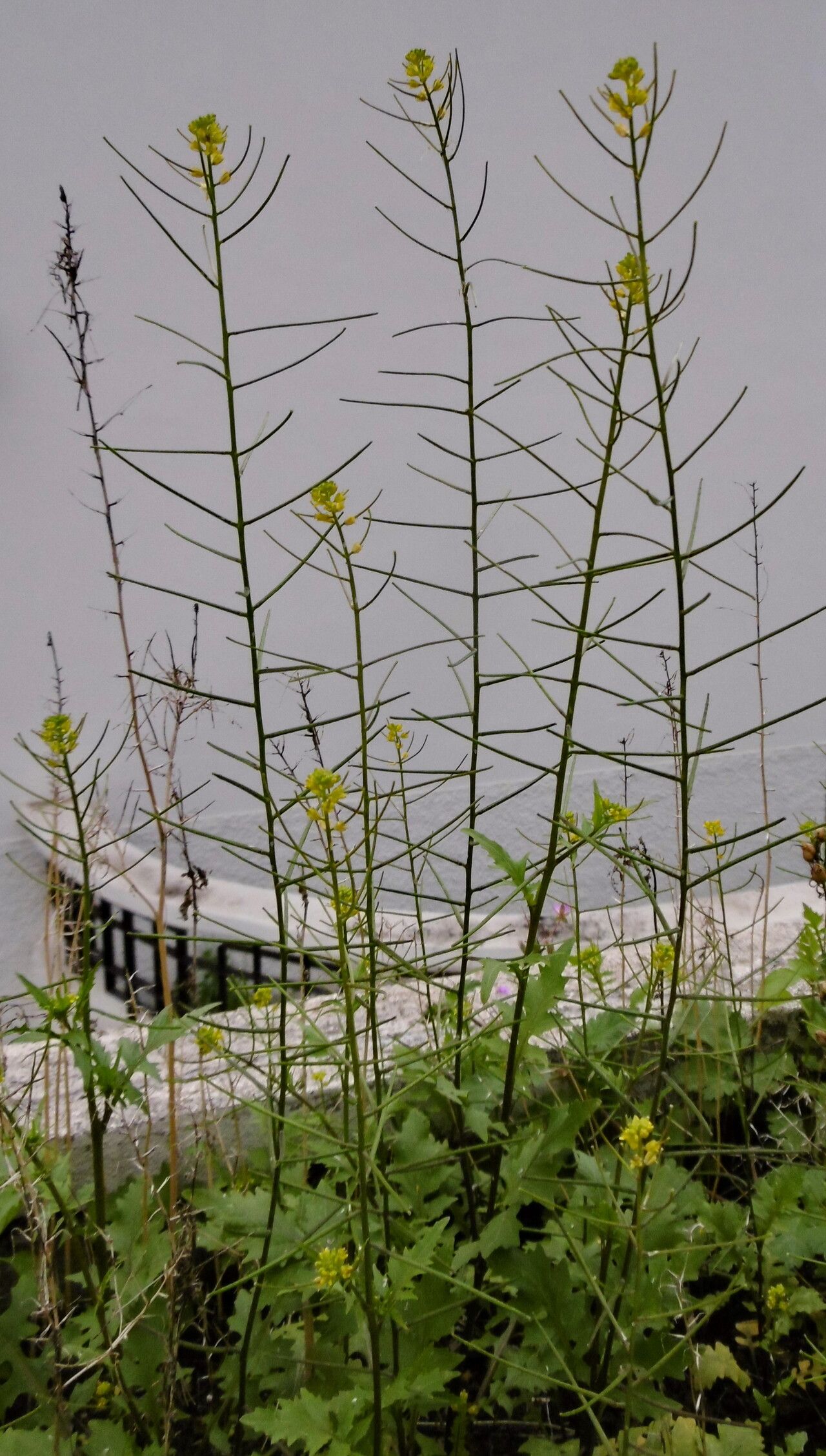 Erucastrum canariense habit