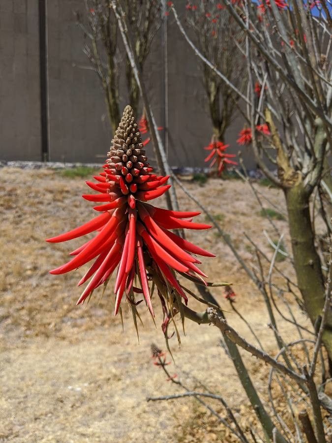 Erythrina lysistemon flower