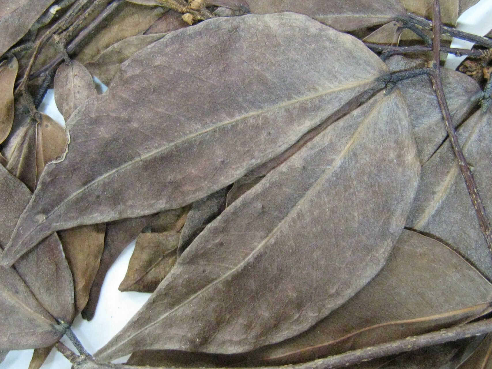 Cynometra marginata other