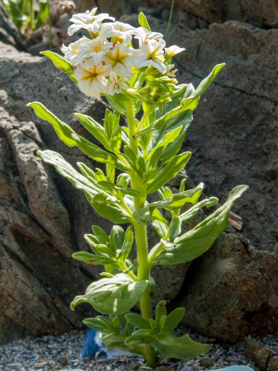 Tournefortia sibirica flower