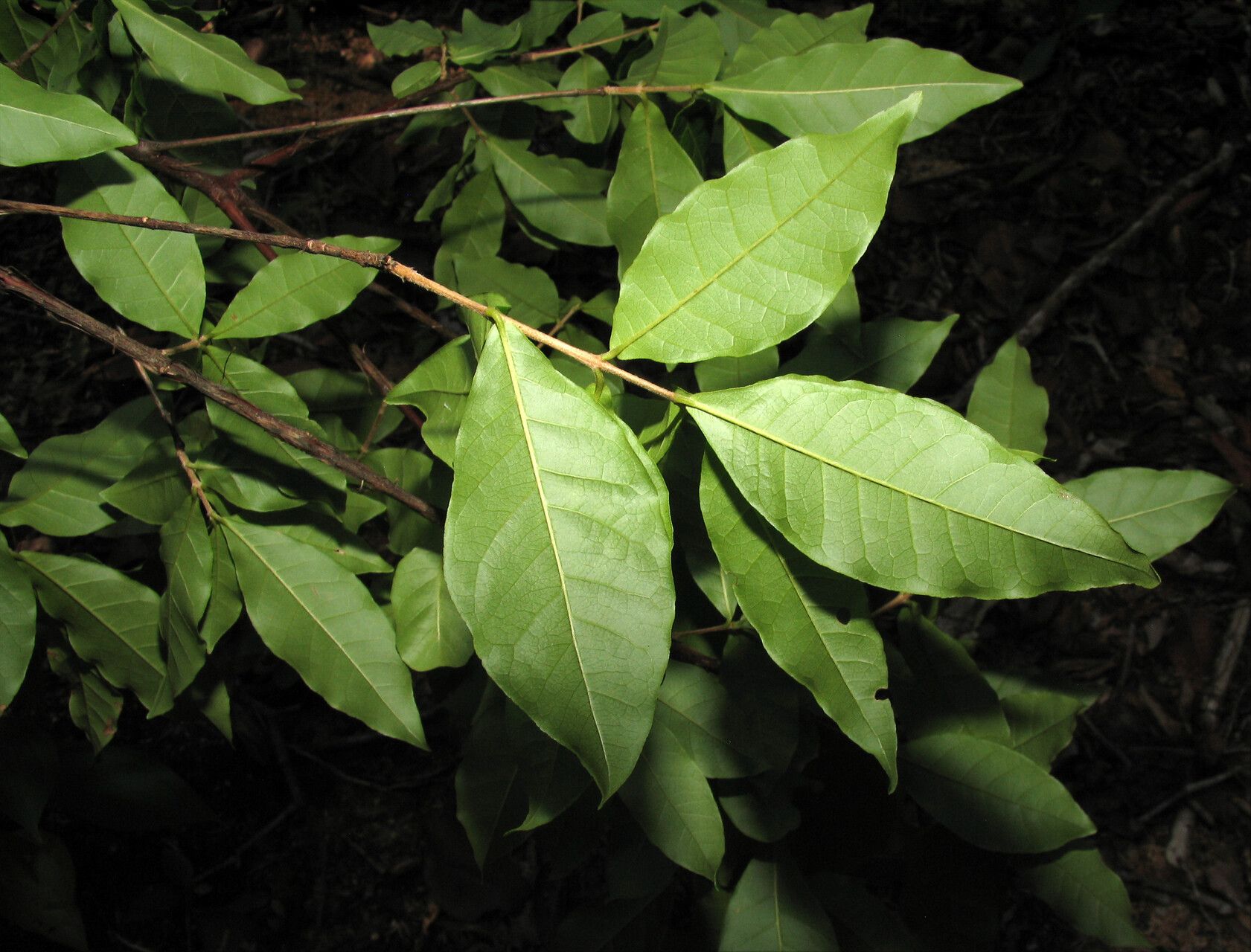 Myrcia tomentosa — houseplant care guide