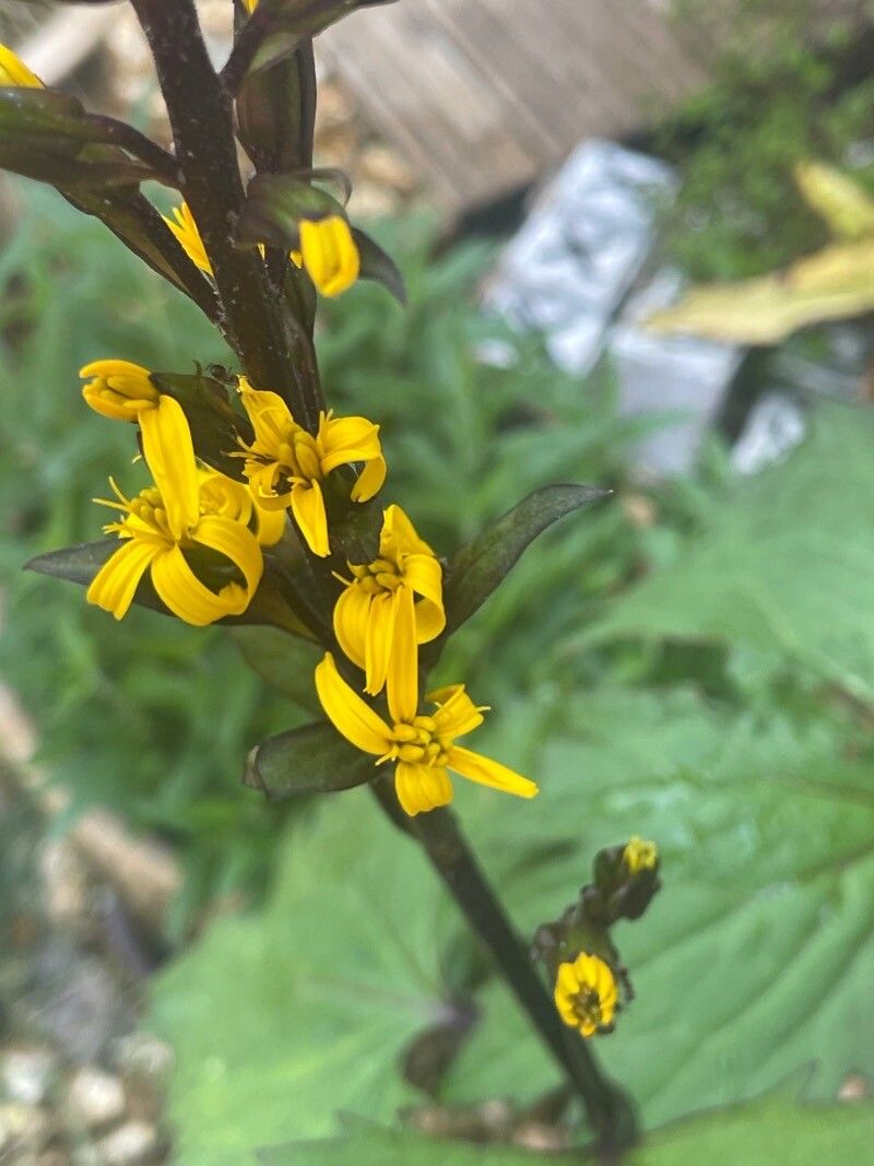 Ligularia stenocephala flower