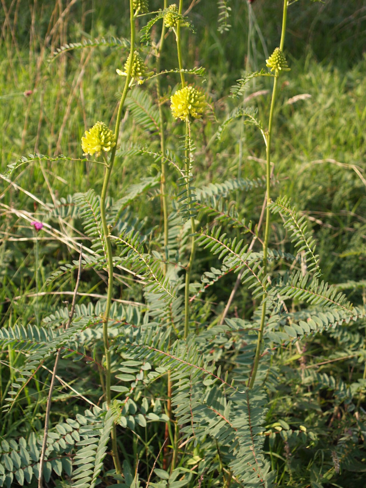 Astragalus ponticus other