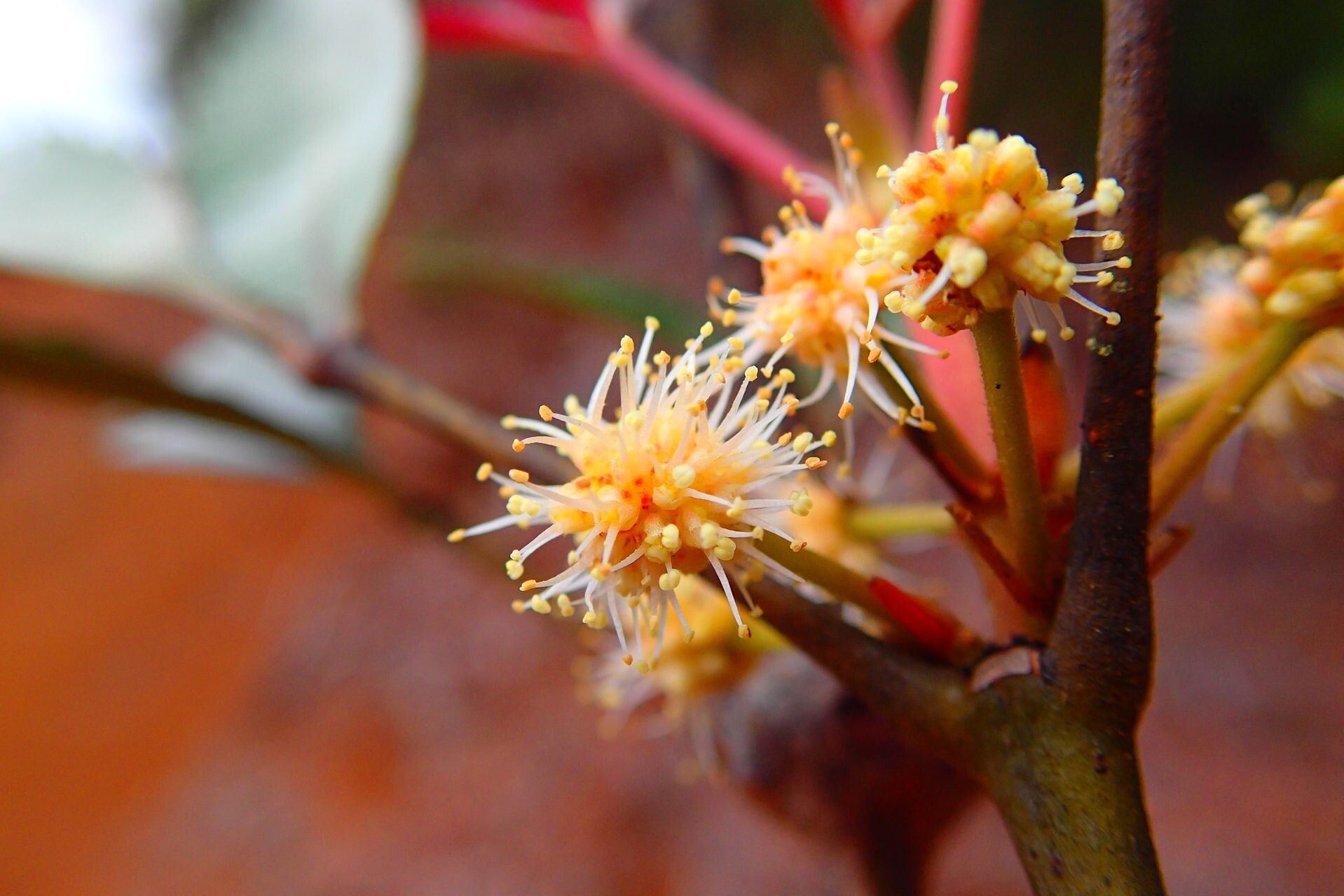 Pancheria reticulata flower