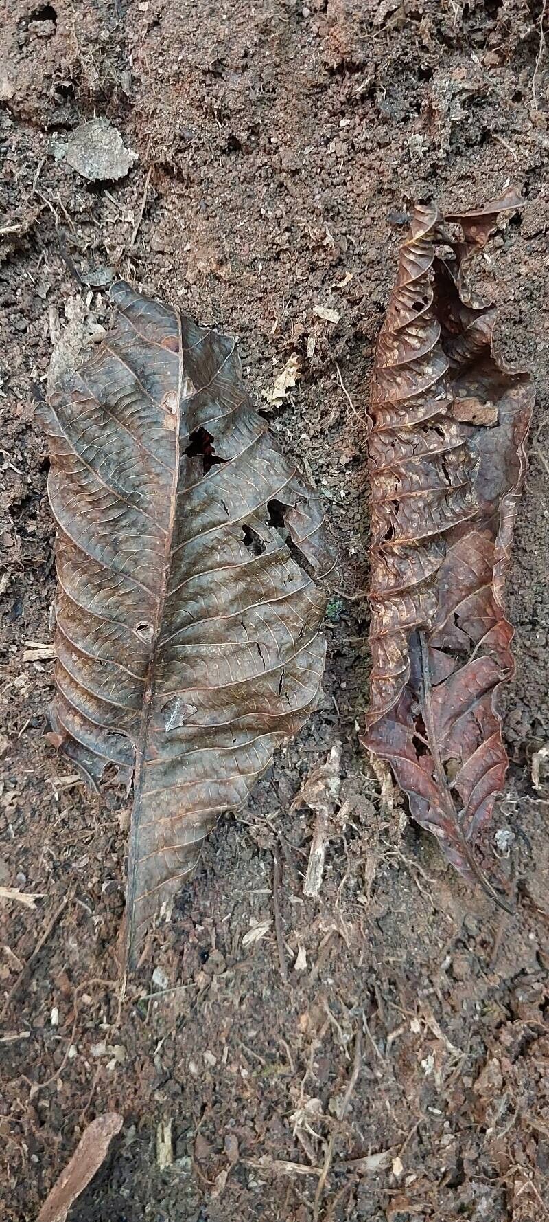 Ricinodendron heudelotii leaf
