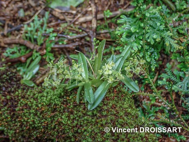 Liparis rosseelii habit