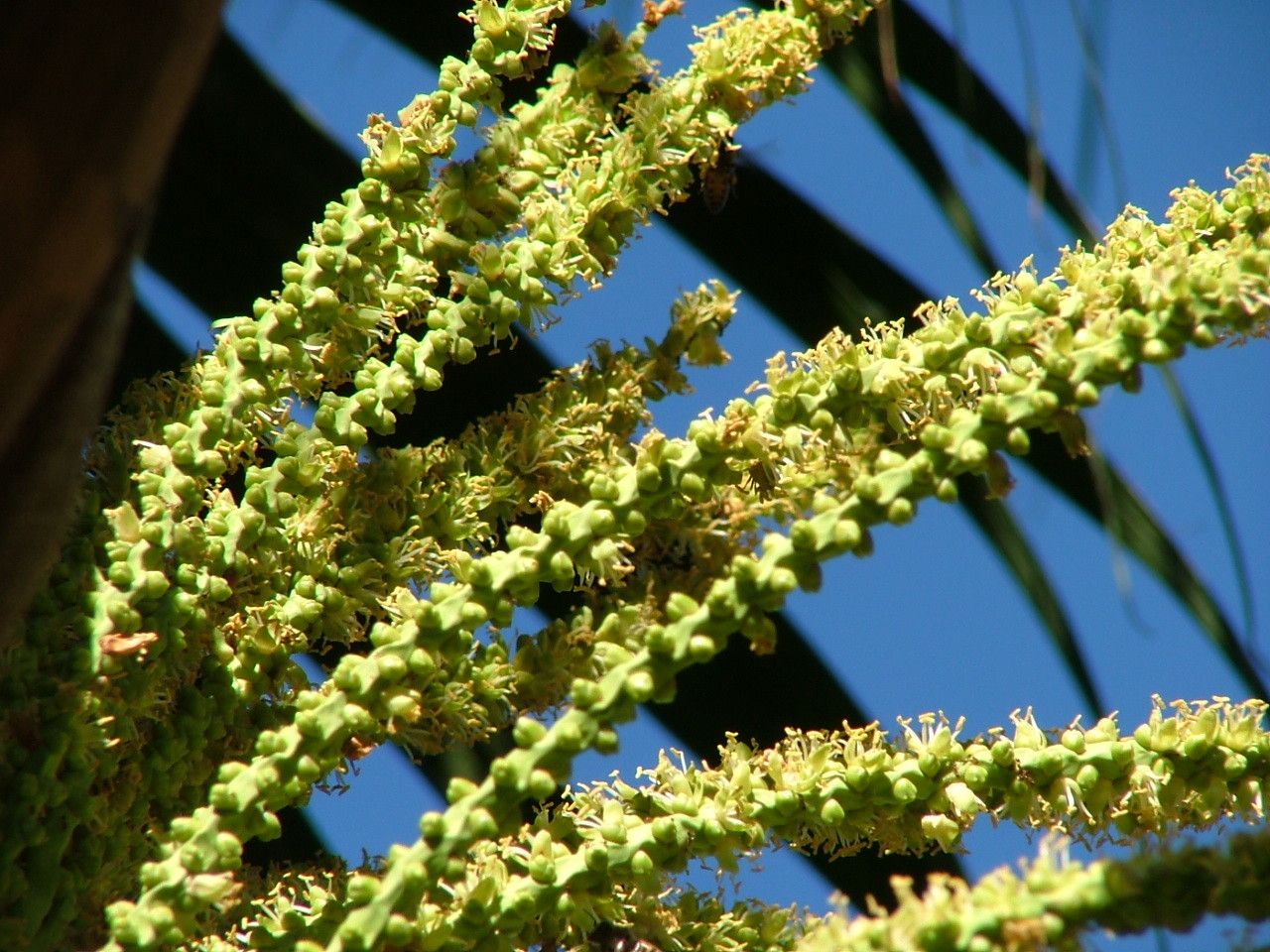 Dictyosperma album flower