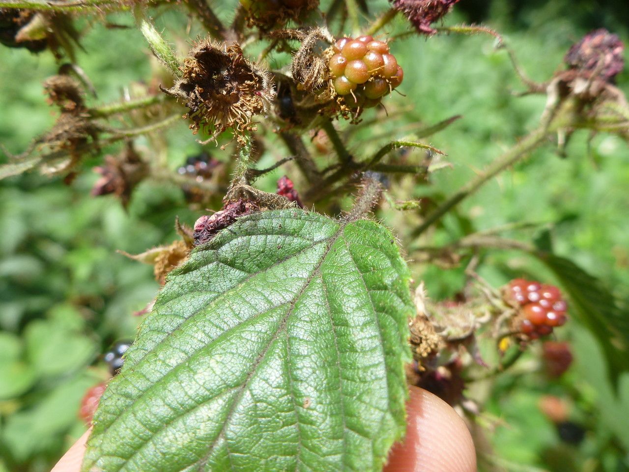 Rubus ignoratus flower