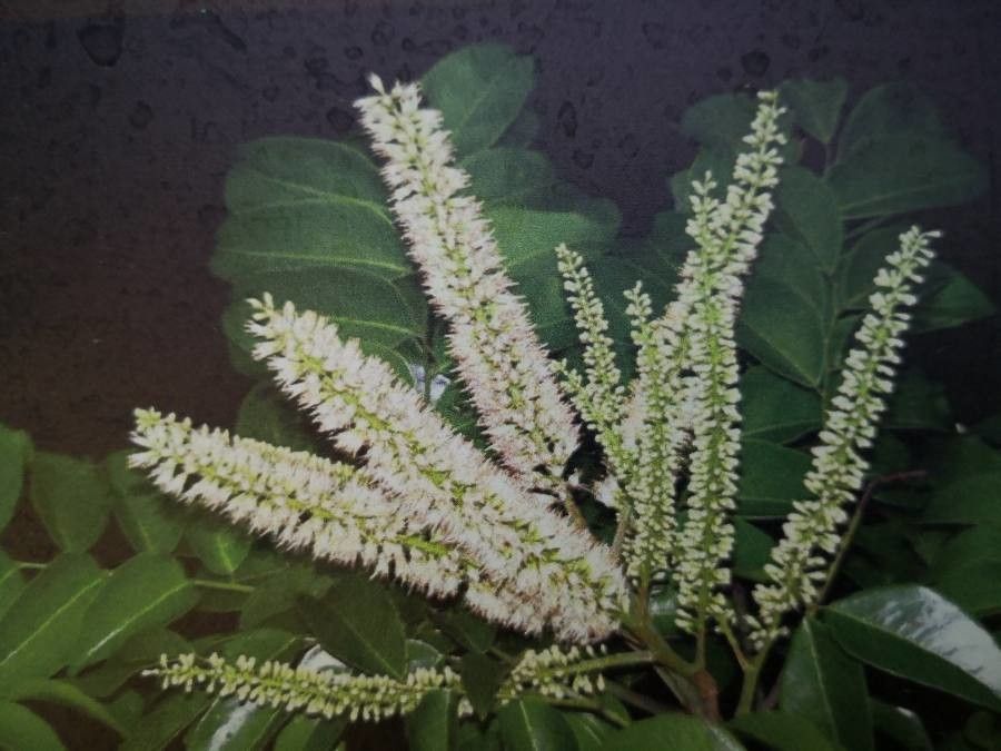 Erythrophleum fordii flower