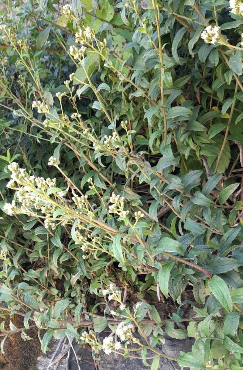 Baccharis racemosa habit