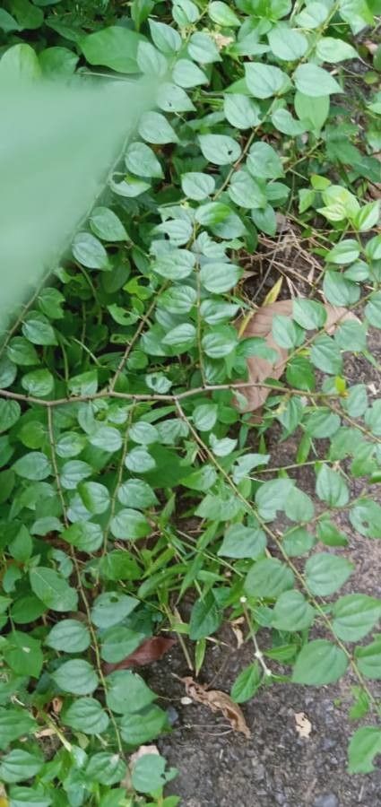 Ziziphus oenopolia leaf