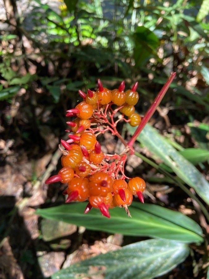Palicourea triphylla fruit