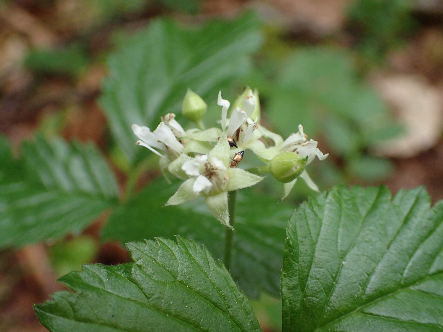 Rubus saxatilis flower