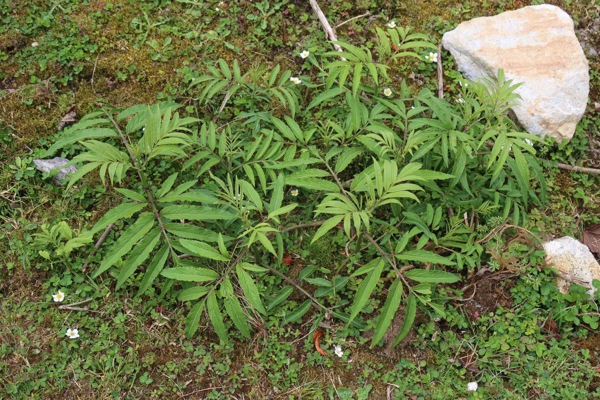 Sambucus adnata