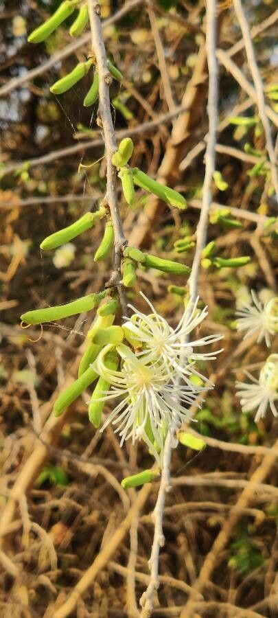 Alangium salviifolium flower