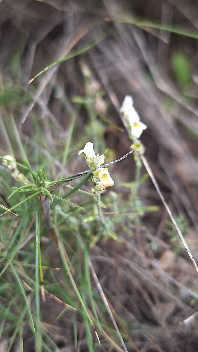 Sideritis bourgeana flower