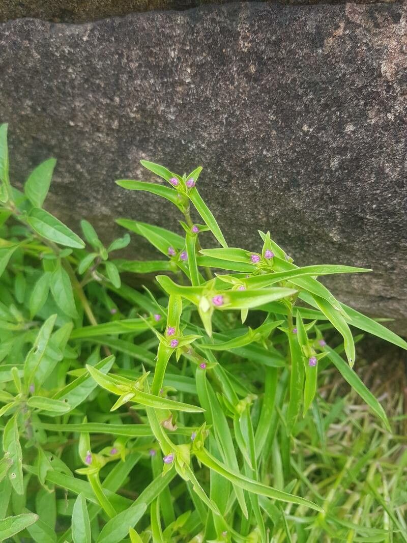 Cyanotis lanata flower