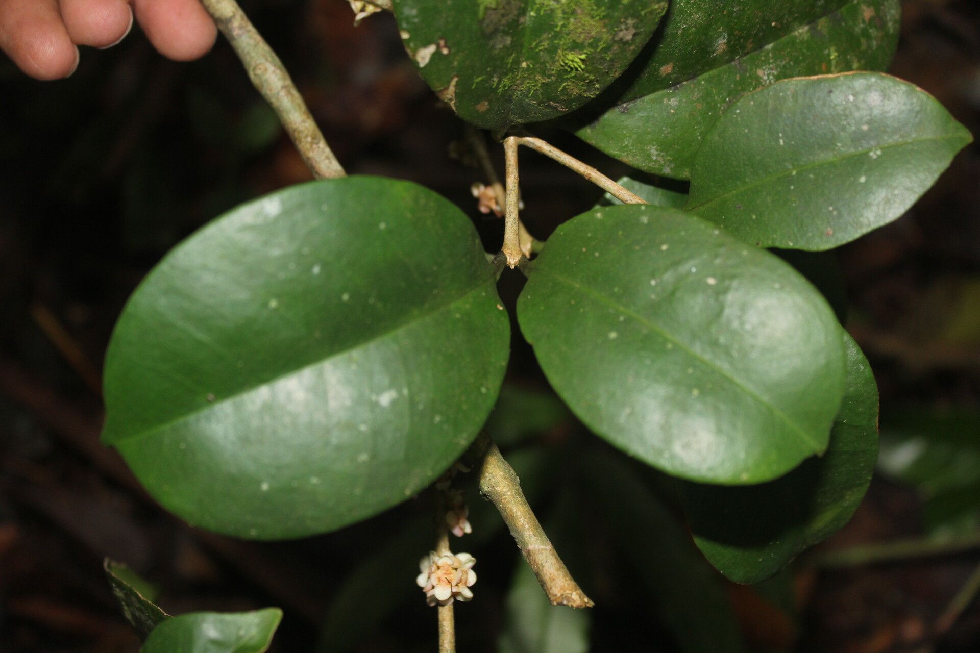 Eugenia riosiae leaf