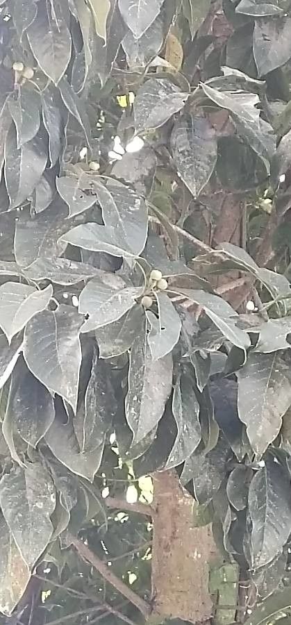 Schima wallichii fruit