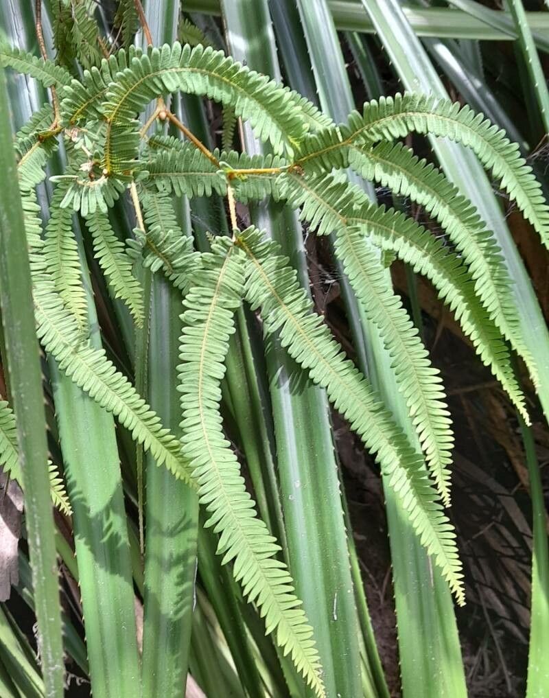 Sticherus squamulosus habit