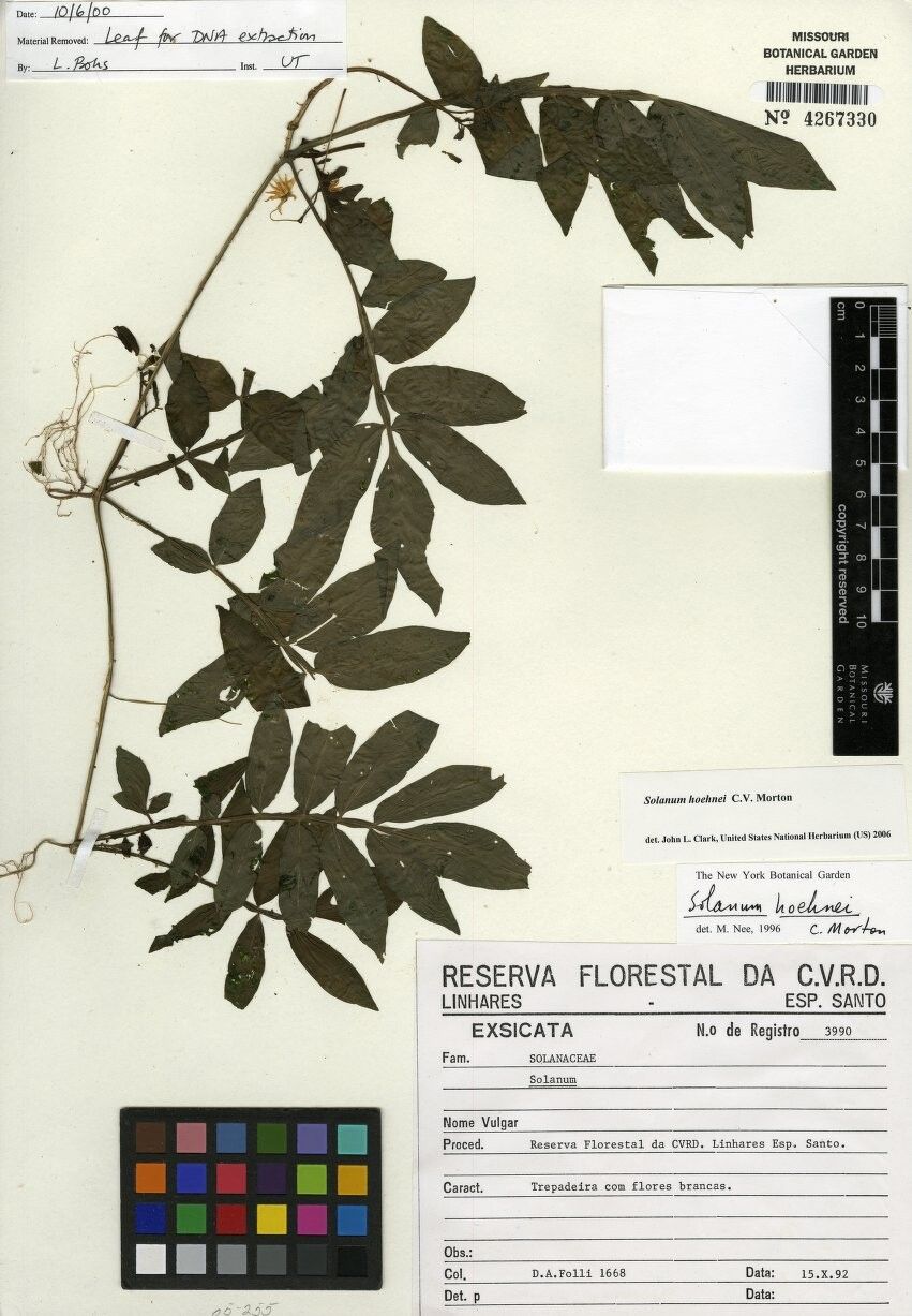 Solanum hoehnei — houseplant care guide