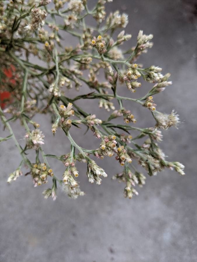 Pseudognaphalium ramosissimum — search result for 'Pseudognaphalium'