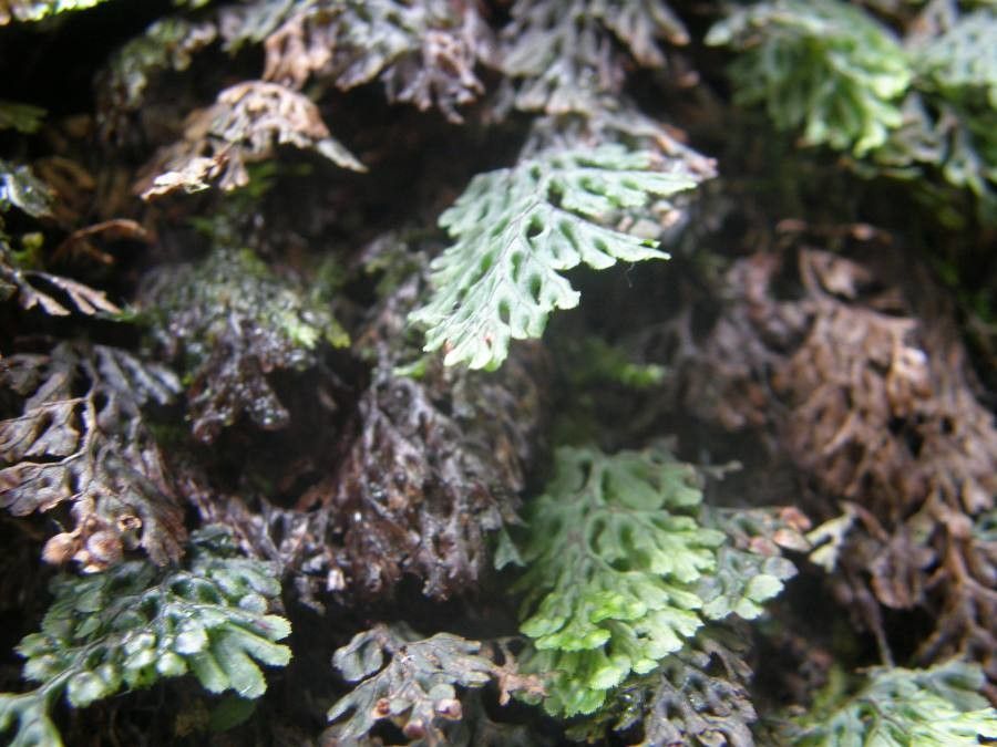 Hymenophyllum barbatum leaf