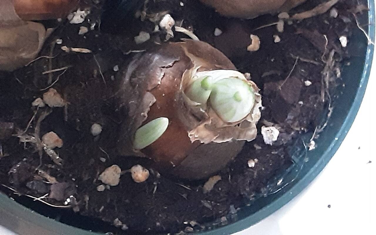 Galanthus angustifolius other