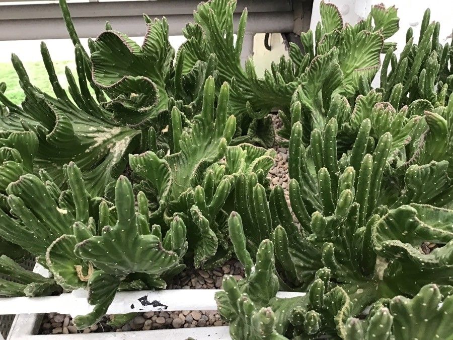 Stapelia leendertziae habit