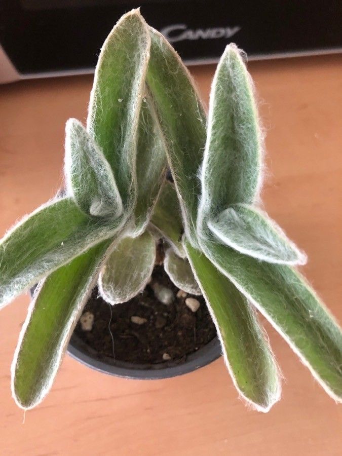 Tradescantia crassifolia habit