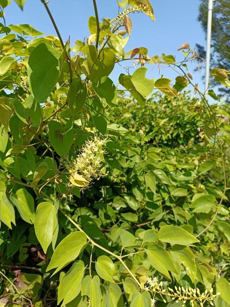 Bauhinia scandens — houseplant care guide