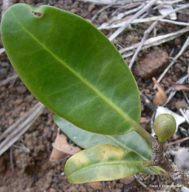 Zygogynum baillonii leaf