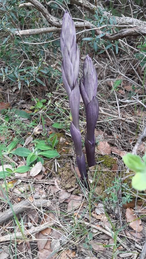 Limodorum abortivum leaf