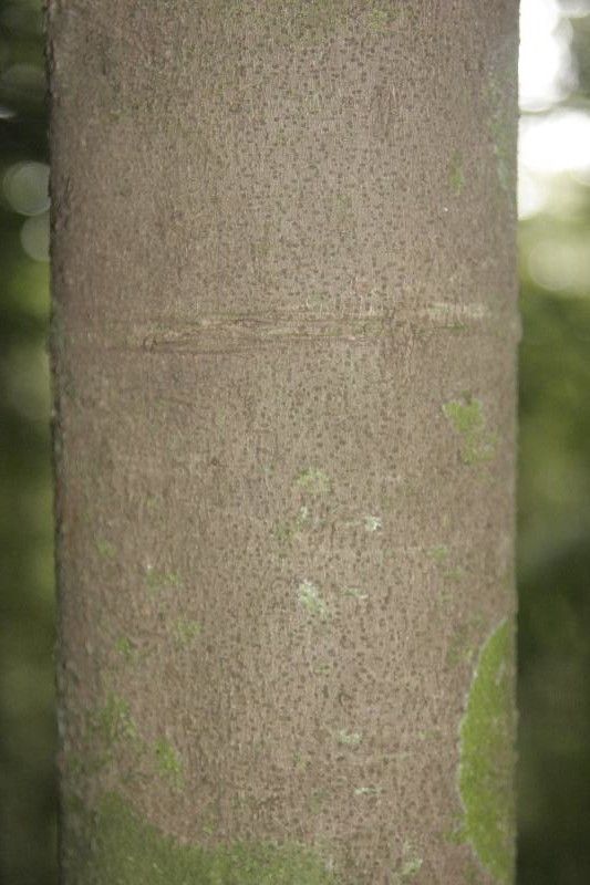 Protium demerarense bark