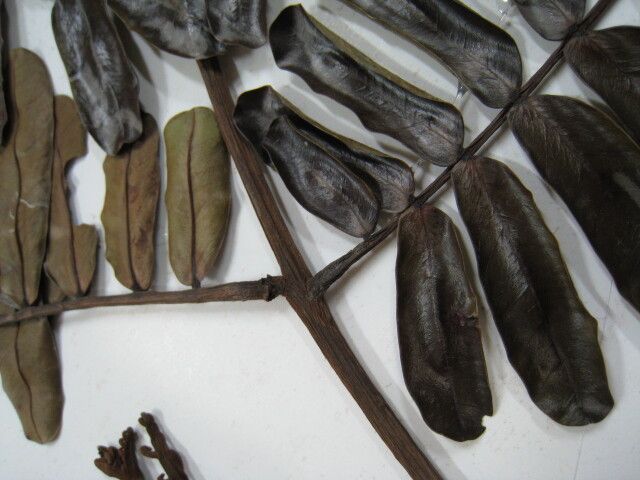 Dimorphandra polyandra — houseplant care guide