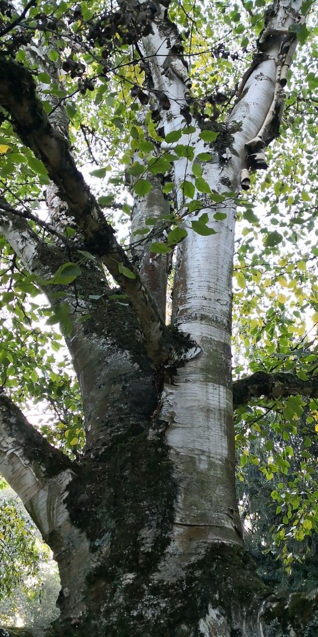 Betula cordifolia bark