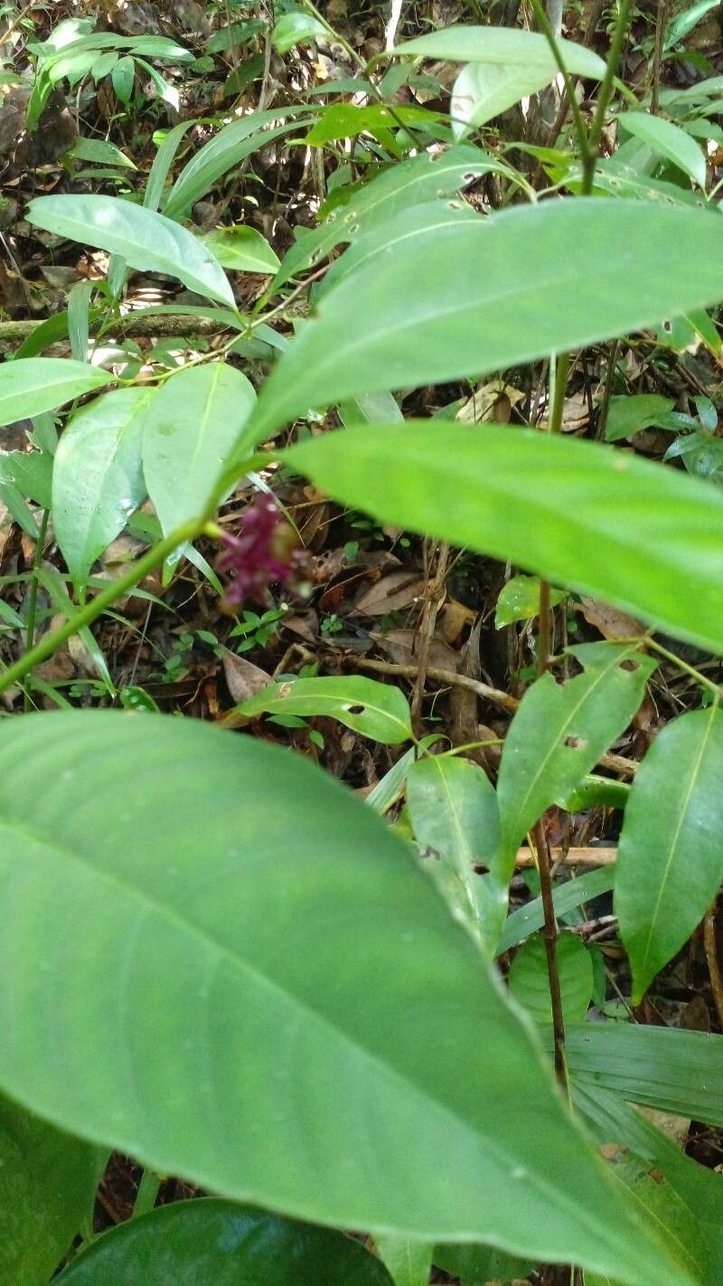 Palicourea dichotoma leaf