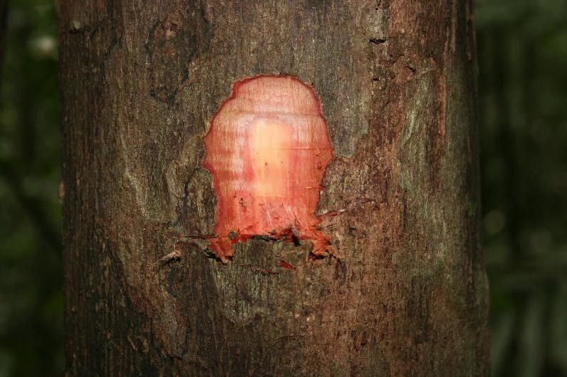 Eschweilera apiculata other