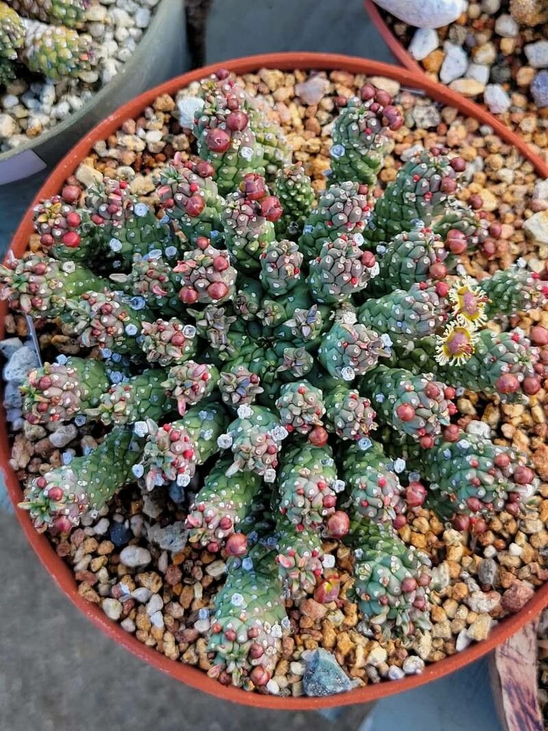 Euphorbia ramiglans leaf