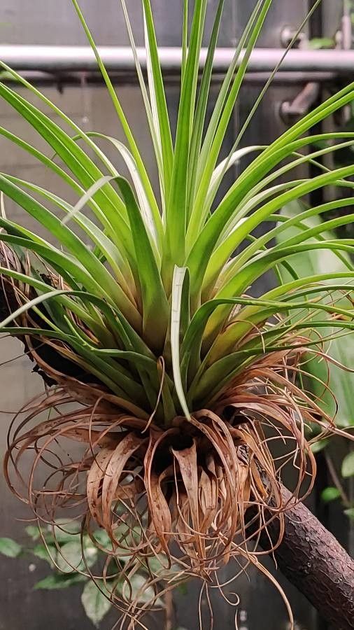 Neoregelia spectabilis leaf