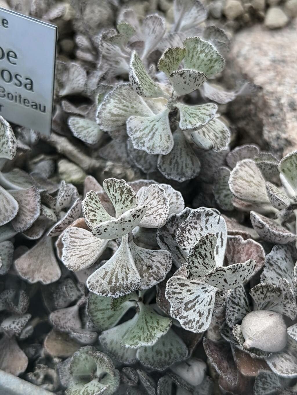 Kalanchoe rhombopilosa leaf