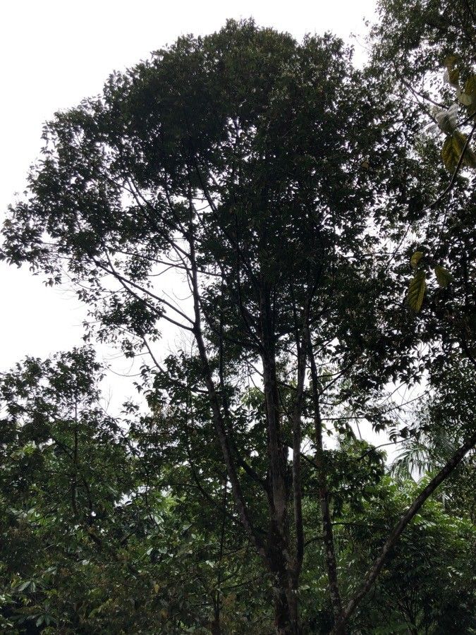 Hopea pubescens habit