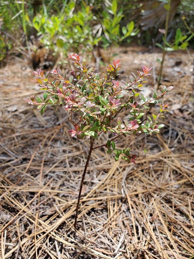 Vaccinium myrsinites leaf