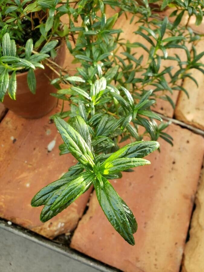 Mimulus aurantiacus — related species from the same genus