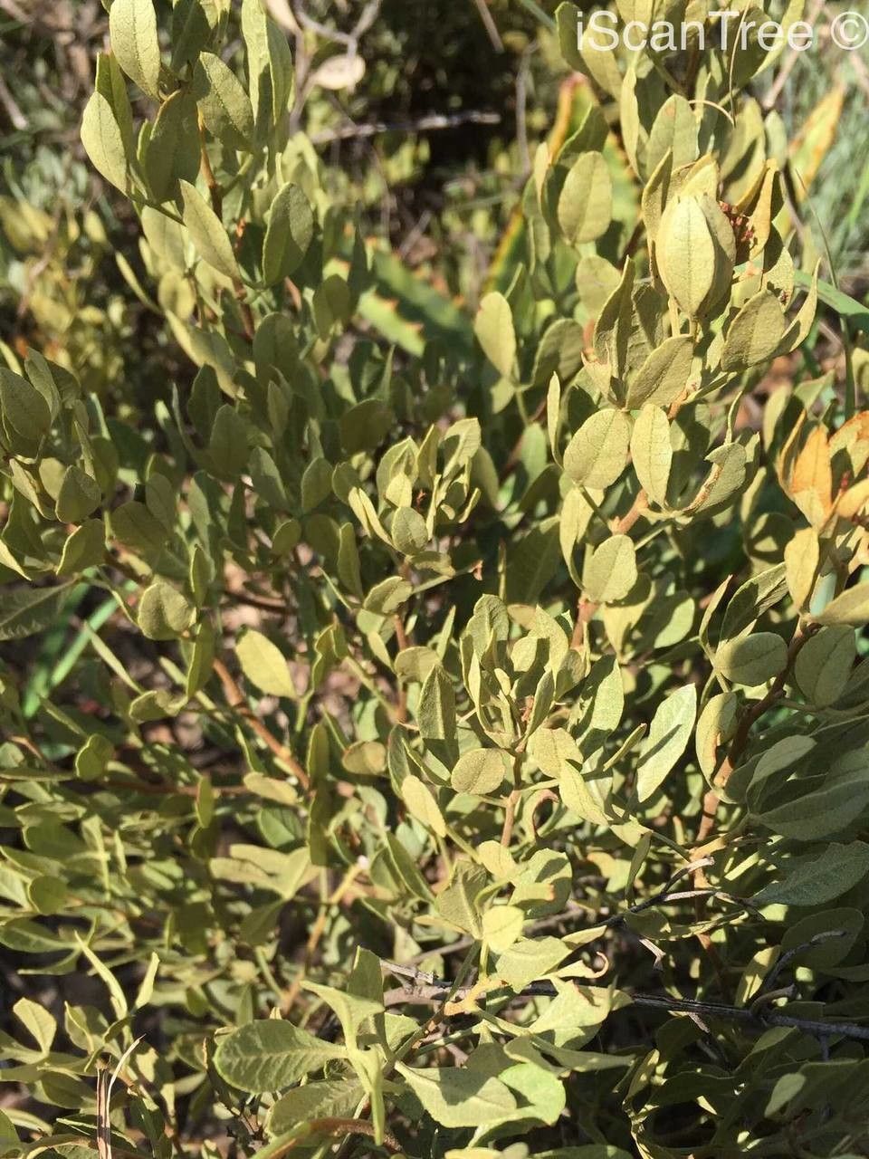 Searsia tumulicola — houseplant care guide