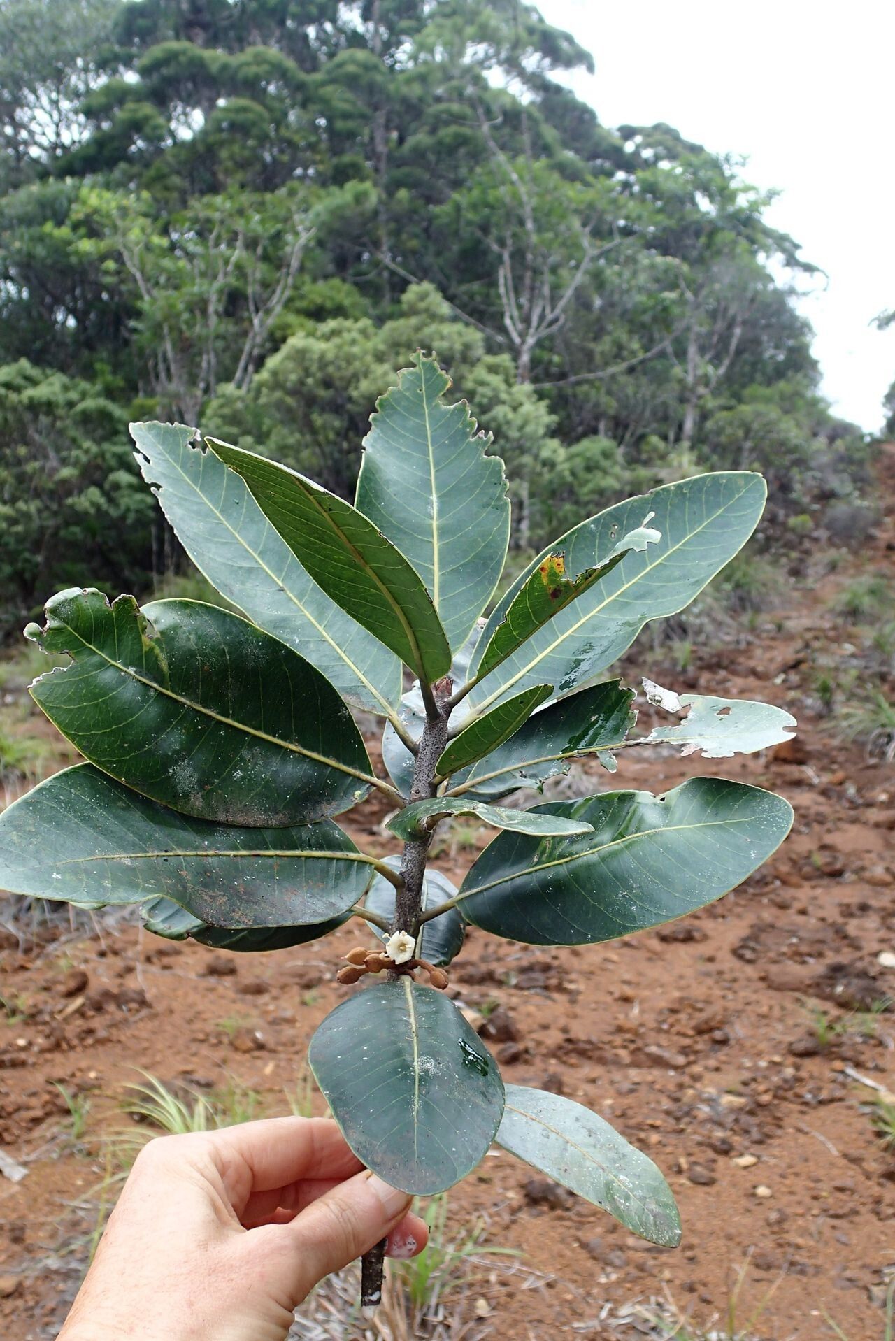 Pycnandra schmidii — houseplant care guide