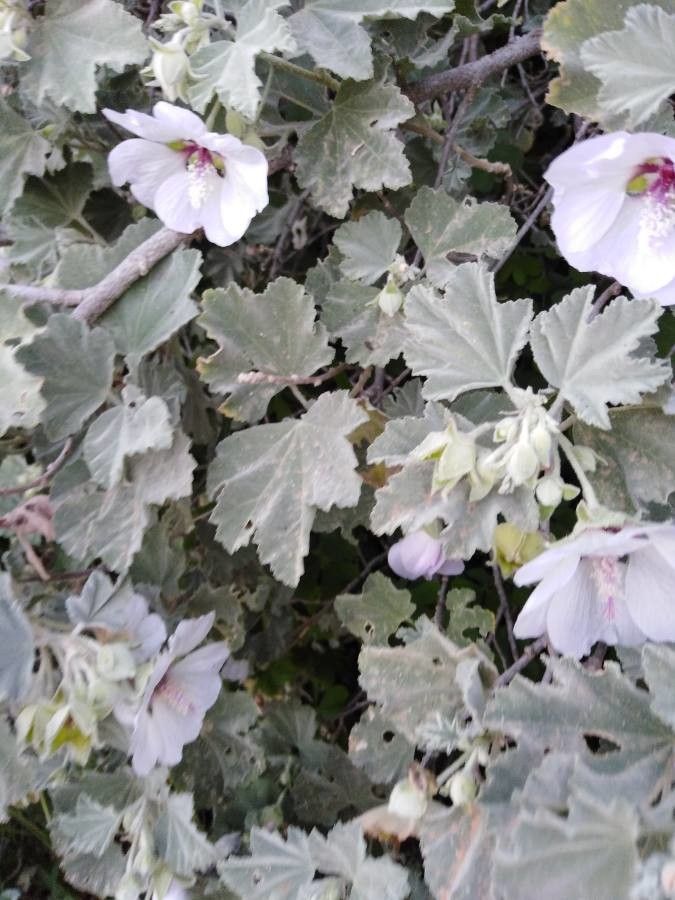 Malva subovata — search result for 'Malvaceae'