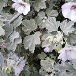Malva subovata